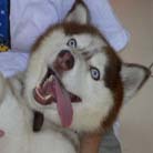 搞笑趣图日刊 - 腾讯笑话图片