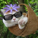 大头猫